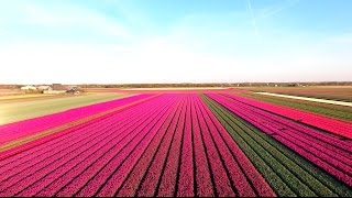 Amazing Tulip Fields [upl. by Reste]