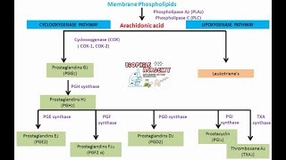 Prostaglandins  pharmacology [upl. by Tarah]