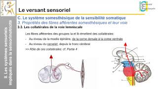 III Le versant sensoriel La voie lemniscale [upl. by Yeclek]