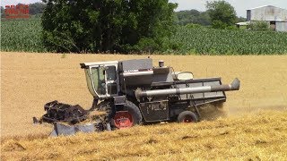 GLEANER Combines Harvesting Wheat [upl. by Reld]