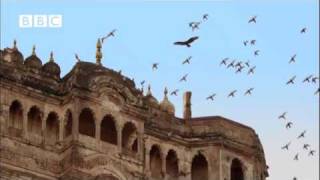 Awesome Buzzard hunting pigeons EARTHFLIGHT [upl. by Frederik]