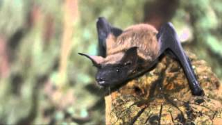 Fun Facts About Bats [upl. by Essila]