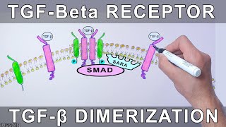 TGFBeta Receptor  Structure and Dimerization [upl. by Vivienne]