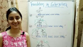 Translation in Eukaryotes  Lecture 12 [upl. by Tterej]