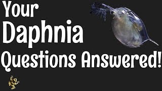 Daphnia Questions Answered [upl. by Bueschel]