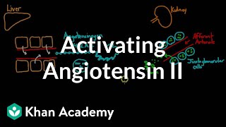 Activating angiotensin 2  Renal system physiology  NCLEXRN  Khan Academy [upl. by Yreffeg468]