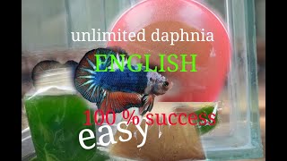 daphnia moina culture Easy way Unlimited production English  with sub Green water Chlorella [upl. by Nabila]