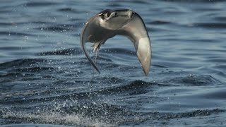 INCREDIBLE FLYING RAYS [upl. by Tellford]