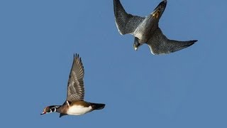 PEREGRINE FALCON STRIKES DUCK MIDAIR [upl. by Levy]