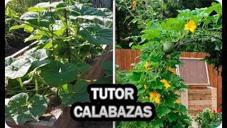 Como Hacer Un Arco Para Entutorar TREPADORAS Calabazas Zapallo pepinos melón En El Huerto [upl. by Elbam870]