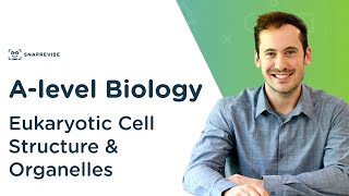 Eukaryotic Cell Structure amp Organelles  Alevel Biology  OCR AQA Edexcel [upl. by Wilhelmina]