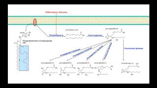 Eicosanoid Biosynthesis Part 1  Prostaglandins amp Thromboxane A2 [upl. by Nerta941]