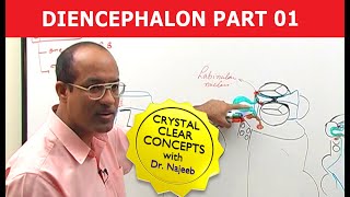 Diencephalon  Neuroanatomy  Part 12 [upl. by Cardwell659]