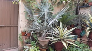 Bismarck Palm Care  How To Grow Bismarckia Nobilis  Bismarckia Palm Varieties [upl. by Nyladnar28]