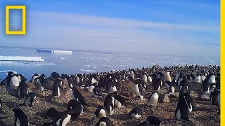 Explore a Hidden Colony of 15 Million Antarctic Penguins  National Geographic [upl. by Ardisj239]