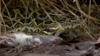 Así es el ataque mortal de la serpiente de cascabel más grande del mundo  National Geographic [upl. by Tollmann]