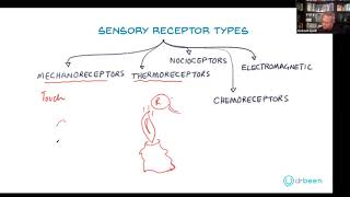 Types of Sensory Receptors [upl. by Post299]