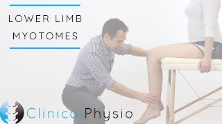 Lower Limb Myotomes  Clinical Physio [upl. by Llenyl619]