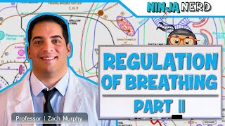 Respiratory  Regulation of Breathing Central amp Peripheral Chemoreceptors Part 2 [upl. by Hungarian137]