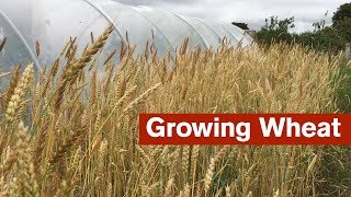 Growing Wheat For The First Time [upl. by Anovahs]