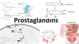 Prostaglandins  Biosynthesisfunction and regulation [upl. by Breana]