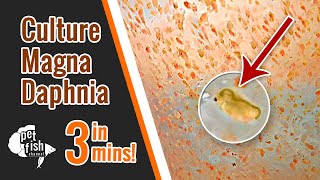 How to culture DAPHNIA MAGNA  The easy way [upl. by Oirtemed]