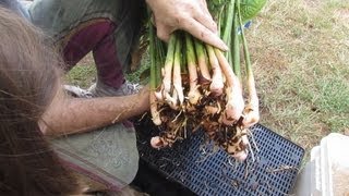 How to harvest amp plant out Galangal [upl. by Raphaela]