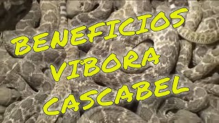 Beneficios de ViboradeCascabel SweetwaterTexas LenteViajeroUSA [upl. by Neraa]