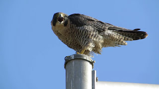 A Peregrine Falcon Calling The Best [upl. by Chrisse]