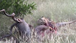 Lioness catch kudu bulls while fighting [upl. by Atirys]