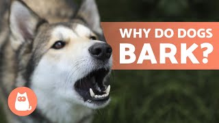 10 Reasons Why Dogs BARK 🐶 Dog BARKING Explained [upl. by Ytissac]