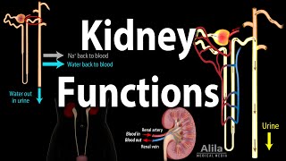 Kidney Homeostatic Functions Animation [upl. by Abocaj]