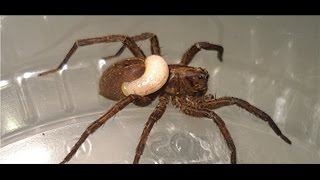 Wolf spider devoured by wasp larva [upl. by Sardella486]