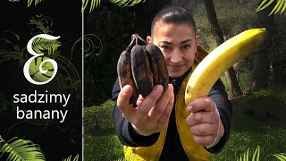 Posadź banana z marketu a wyhodujesz bananowca Uprawa bananów z nasion i dezynfekcja ziemi [upl. by Doak919]