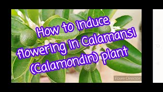 How to induce flowering in Calamansi Calamondin plant [upl. by Arline]