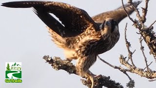 Peregrine falcon bird  Flying Hunting Preening  Call sound [upl. by Russell]