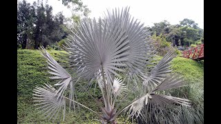 How to Grow Bismarckia Nobilis Palm from Seed 🌴 [upl. by Charil907]