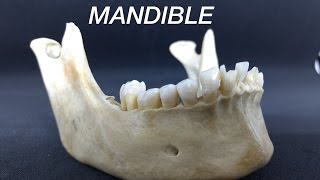 MANDIBLE  GENERAL FEATURES amp ATTACHMENTS [upl. by Einahpad]