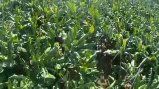 Drone Farming  Taking footage of banana plantation in Calinan [upl. by Iyre]