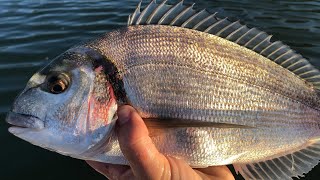 Gilthead Bream  How to catch Bream  Sea Fishing UK [upl. by Dihahs804]