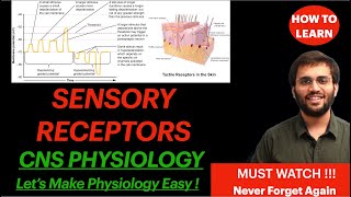 CNS Physiology Sensory Receptors  Receptor Potential Generator Potential Classification Properties [upl. by Ativahs]