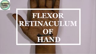 Surface Marking of Flexor Retinaculum of Hand [upl. by Cynthie]