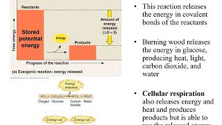 Chapter 7 Microbial Metabolism [upl. by Gwenette]