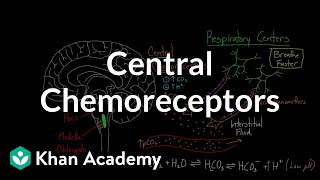 Central chemoreceptors  Respiratory system physiology  NCLEXRN  Khan Academy [upl. by Raynor]