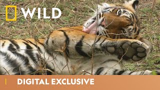 India’s Tiger Kingdom  Asia’s Wild Secrets  National Geographic Wild UK [upl. by Natlus836]