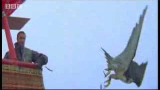 Birds  peregrine falcon dives at 180 mph  Ultimate Killers  BBC wildlife [upl. by Glennie]