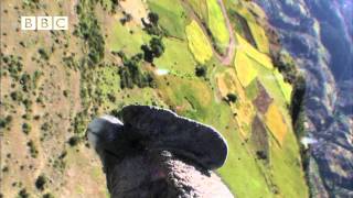 Condor cameraman Birdcam films birdseye view of Andes Earthflight [upl. by Rentschler]