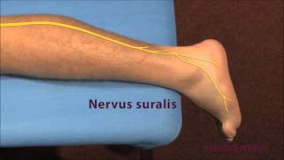 Sensible Neurographie  Suralis [upl. by Gusta]