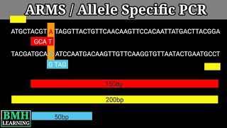 Allele Specific PCR  ARMS PCR [upl. by Eissen724]