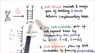 AS Biology  Transcription OCR A Chapter 310 [upl. by Eixam934]